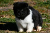 WMM1, a male Akita for sale in Anza, CA – Photo 4 of 9