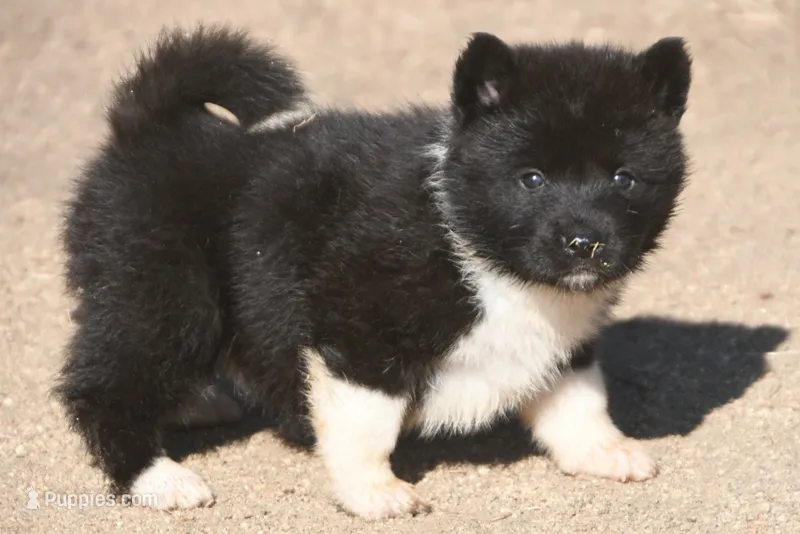 EOF1 – Akita puppy for sale in Anza, CA