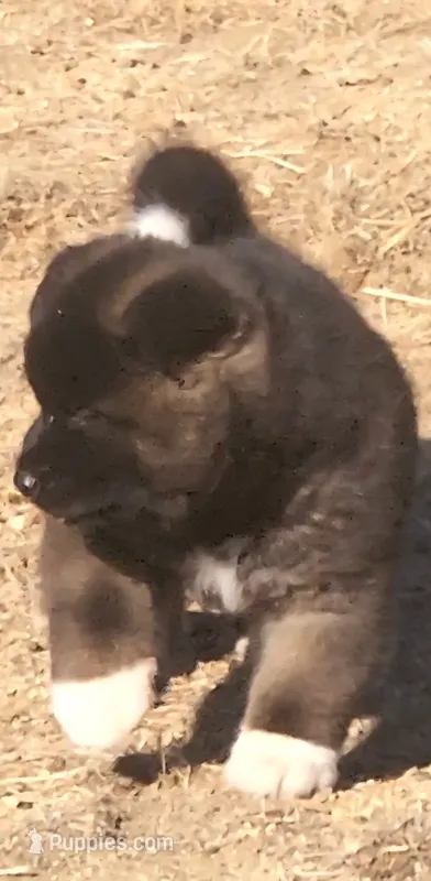 DMM1 – Akita puppy for sale in Anza, CA