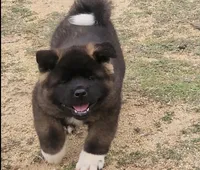 DMM1 HOLD HACHI JEFTE/HAZEL, a male Akita for sale in Anza, CA – 9 of 10