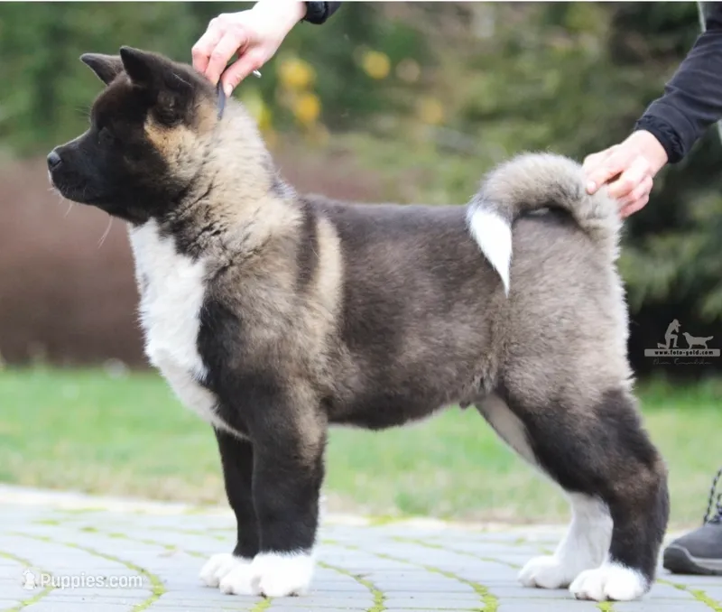 EOF1 – Akita puppy for sale in Anza, CA