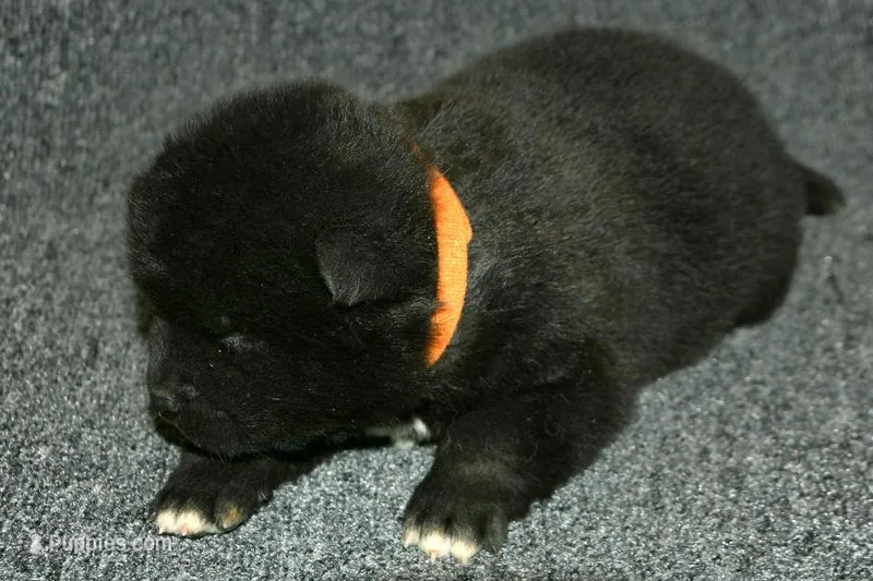 SZF3 – Akita puppy for sale in Anza, CA