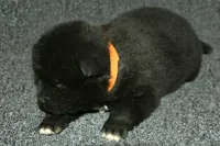 SZF3, a female Akita for sale in Anza, CA – Photo 1 of 10