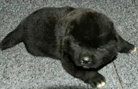 SZF3, a female Akita for sale in Anza, CA – Photo 7 of 10