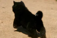 SZF3, a female Akita for sale in Anza, CA – Photo 9 of 10