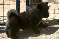 SZF3, a female Akita for sale in Anza, CA – Photo 4 of 10