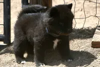 SZF3, a female Akita for sale in Anza, CA – Photo 3 of 10