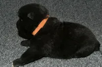 SZF3, a female Akita for sale in Anza, CA – Photo 5 of 10