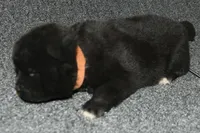 SZF3, a female Akita for sale in Anza, CA – Photo 4 of 10