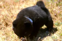SZF3, a female Akita for sale in Anza, CA – Photo 10 of 10