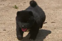 SZF3, a female Akita for sale in Anza, CA – Photo 8 of 10