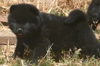 SZF3, a female Akita for sale in Anza, CA – Photo 7 of 10