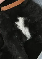 SZF3, a female Akita for sale in Anza, CA – Photo 8 of 10