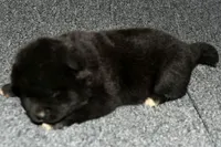 SZF3, a female Akita for sale in Anza, CA – Photo 10 of 10