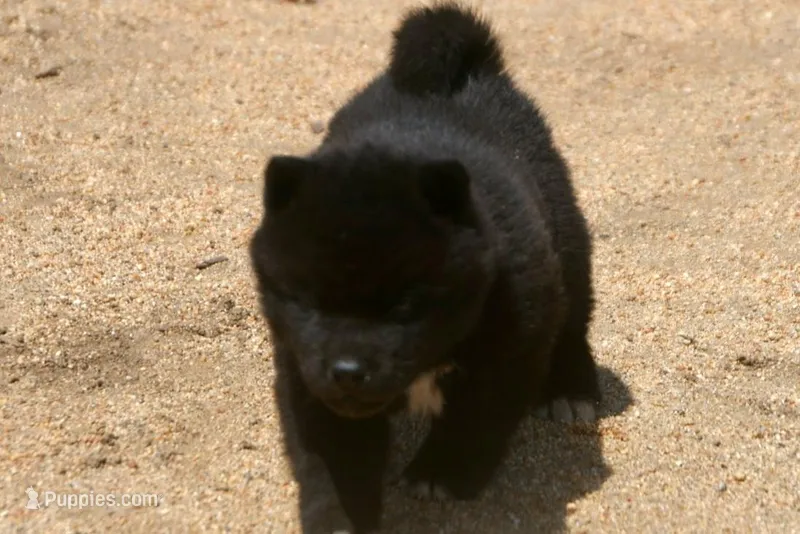 SZF3 – Akita puppy for sale in Anza, CA