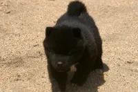 SZF3, a female Akita for sale in Anza, CA – Photo 5 of 10