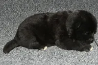 SZF3, a female Akita for sale in Anza, CA – Photo 2 of 10