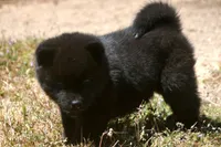 SZF3, a female Akita for sale in Anza, CA – Photo 6 of 10