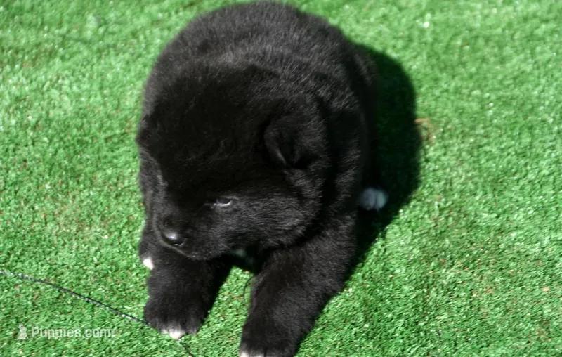 SZF3 – Akita puppy for sale in Anza, CA