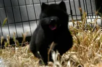SZF3, a female Akita for sale in Anza, CA – Photo 2 of 10