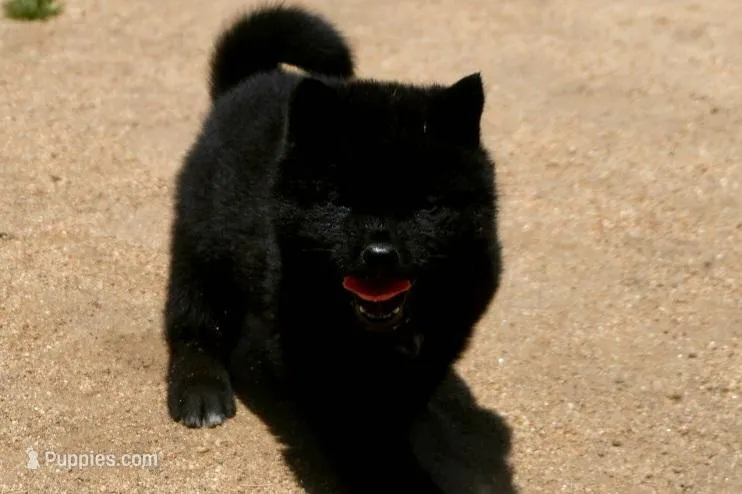 SZF3 – Akita puppy for sale in Anza, CA