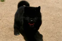 SZF3, a female Akita for sale in Anza, CA – Photo 1 of 10