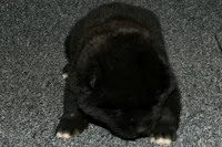 SZF3, a female Akita for sale in Anza, CA – Photo 9 of 10