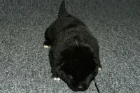 SZF3, a female Akita for sale in Anza, CA – Photo 6 of 10