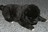 SZF3, a female Akita for sale in Anza, CA – Photo 3 of 10