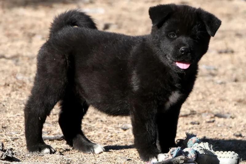 EOM3  – Akita puppy for sale in Anza, CA