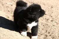 EOM2, a male Akita for sale in Anza, CA – 8 of 10