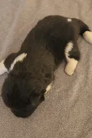MKM2 HOLD, a male Akita for sale in Anza, CA – 4 of 5