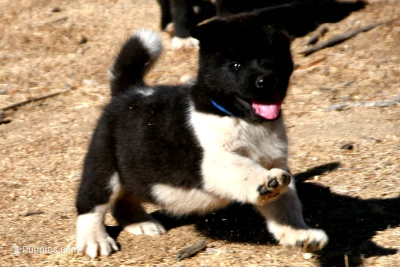 LFM1  – Akita puppy for sale in Anza, CA