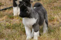 WMF4  , a female Akita for sale in Anza, CA – Photo 4 of 10