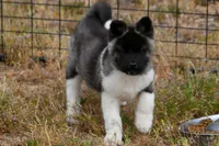 WMF4  , a female Akita for sale in Anza, CA – Photo 8 of 10