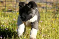 WMF4  , a female Akita for sale in Anza, CA – Photo 6 of 10