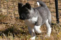 WMF4  , a female Akita for sale in Anza, CA – Photo 2 of 10