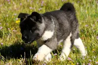 WMF4  , a female Akita for sale in Anza, CA – Photo 10 of 10
