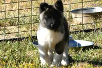 WMF4  , a female Akita for sale in Anza, CA – Photo 5 of 10