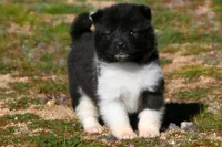 WMF4 , a female Akita for sale in Anza, CA – Photo 4 of 7