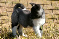 WMF4  , a female Akita for sale in Anza, CA – Photo 7 of 10