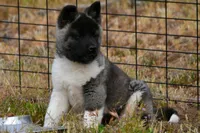 WMF4  , a female Akita for sale in Anza, CA – Photo 9 of 10