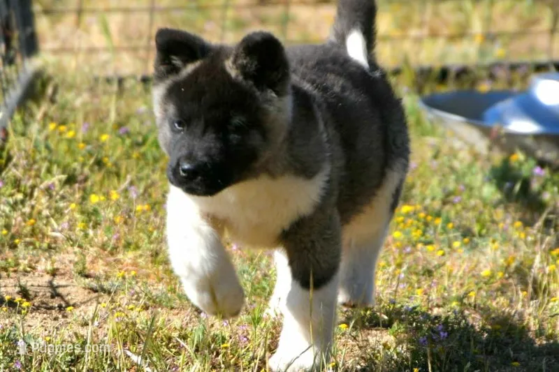WMF4   – Akita puppy for sale in Anza, CA