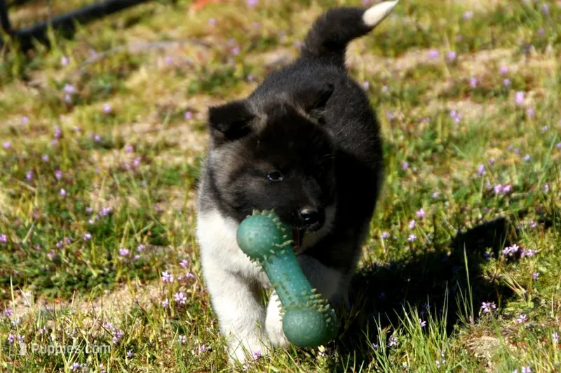 WMF4   – Akita puppy for sale in Anza, CA