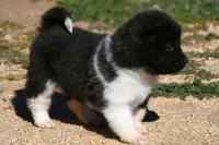 WMF4 , a female Akita for sale in Anza, CA – Photo 5 of 7