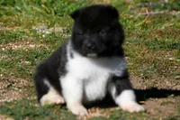 WMF4 , a female Akita for sale in Anza, CA – Photo 2 of 7