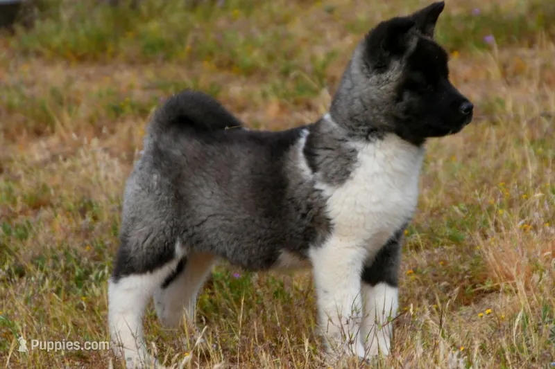 WMF4   – Akita puppy for sale in Anza, CA