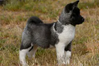WMF4  , a female Akita for sale in Anza, CA – Photo 1 of 10