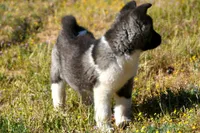 WMF4  , a female Akita for sale in Anza, CA – Photo 6 of 10