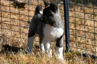 WMF4  , a female Akita for sale in Anza, CA – Photo 10 of 10